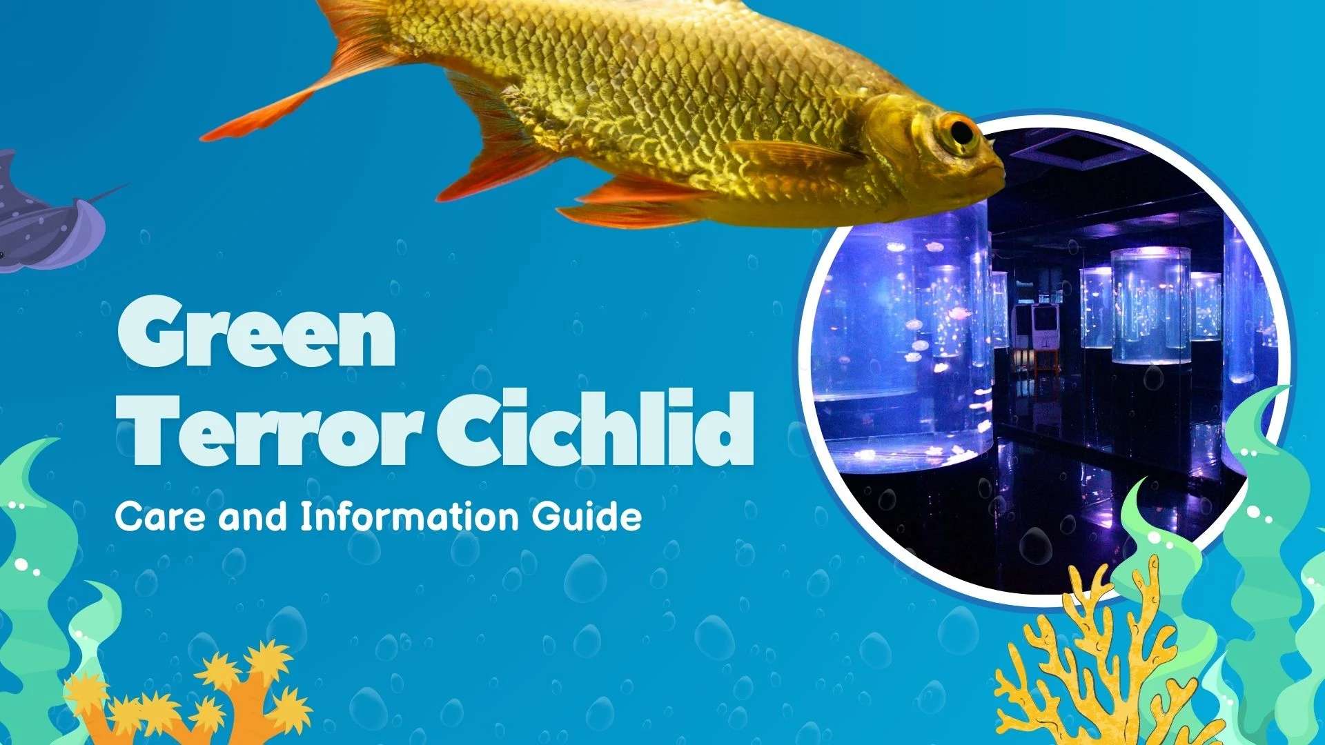 Green Terror Cichlid: Care and Information Guide 2026